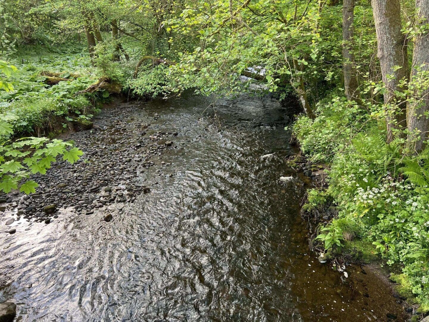 Forest stream surrounded by lush green foliage.