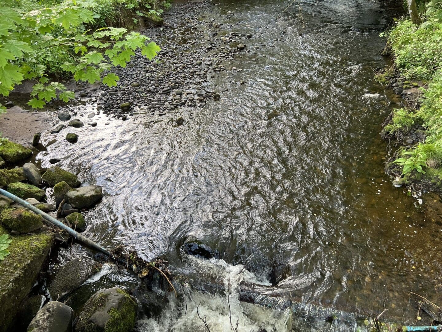 Stream flowing over rocks and greenery.